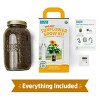 Back to the Roots Organic Sunflower Grow Kit - 4 of 4