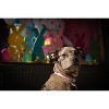 Country Brook Petz Deluxe Dog Collar - Made in The U.S.A. - Spring Collection - 2 of 4