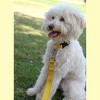 Country Brook Petz Heavy Duty Nylon Martingale Dog Collar with Deluxe Buckle - 30+ Vibrant Color Options - 3 of 4