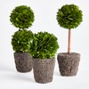 Plum & Post Boxwood Mini Topiary Drop-Ins Set of 3 - 3 of 4