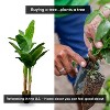 Cypress & Alabaster | 5' Realistic Artificial Banana Plant Deluxe In Home Basics Starter Pot, Home Décor, Office - 2 of 4
