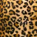 leopard fur