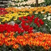 Van Zyverden 12ct Tulip Multicolored Bulbs - 4 of 4