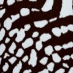 chocolate animal print