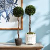 Plum & Post Boxwood Single Sphere Topiary Drop-In 24" - 4 of 4