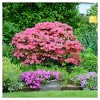 Azalea Hampton Beauty 1pc - National Plant Network: Rhododendron, Outdoor Live, Sun/Shade Mix - 3 of 3