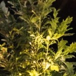 beige cushion/gray wicker