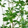 Nearly Natural 7-ft Artificial Minimalist Japanese Pieris Tree with Real Touch Leaves - 3 of 4