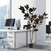 Angel Sar 6FT Artificial Rubber Tree, Fake Plant for Indoor Home Office Decor, Realistic Potted Tree for Living Room, Patio, Porch - 2 of 4