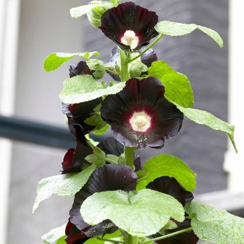 Van Zyverden 5ct Roots Hollyhocks Black : Target