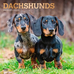 BrownTrout Dachshunds 2026 12"x24" Hanging Square Wall Calendar Plastic-Free - 1 of 4
