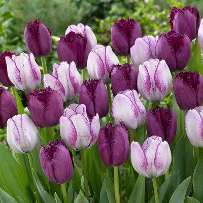 15ct Tulips Majestic Royal Blend Bulbs - Van Zyverden