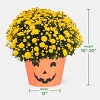 12" Mumkin Plant - Good Little Garden™ - 4 of 4