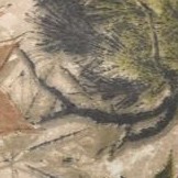 woods camo