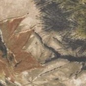 woods camo