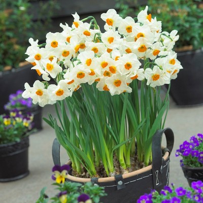 Daffodils Geranium Set of 12 Bulbs - Orange/White - Van Zyverden