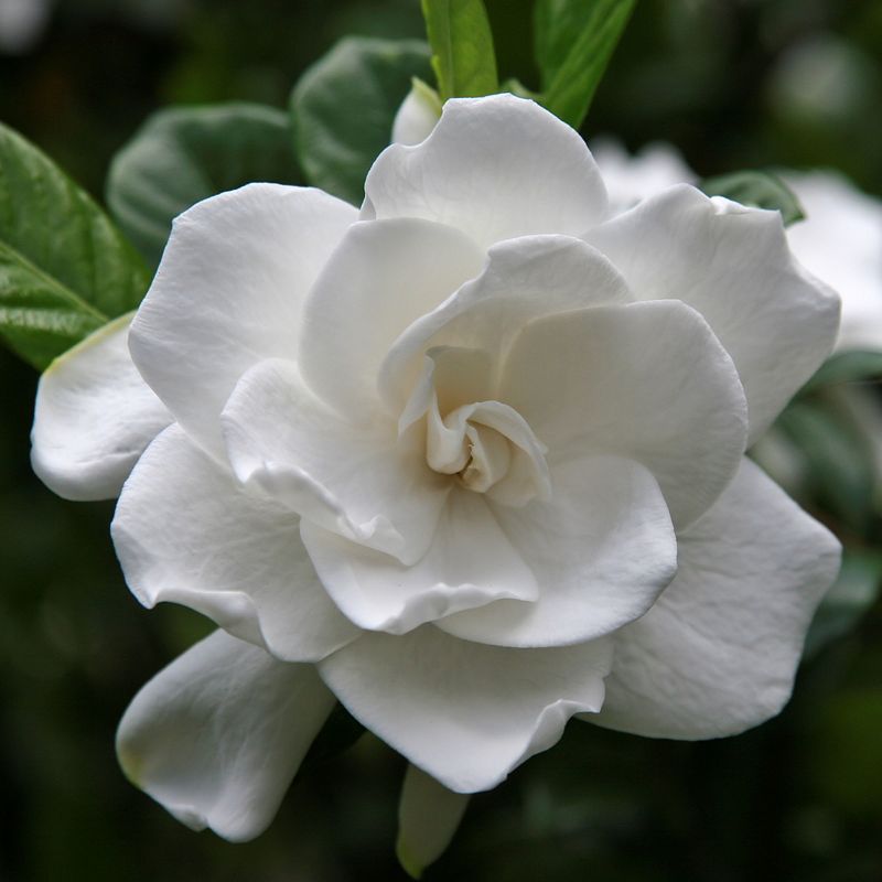 Gardenia &#39;Radicans&#39; 1pc U.S.D.A. Hardiness Zones 7-11 National Plant Network 2.5qt, 5 of 6