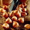 Van Zyverden 35ct Bulbs Tulips Perennial Mixture - 2 of 4