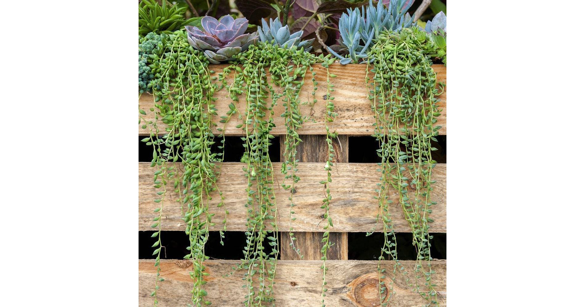 3pc String of Bananas - National Plant Network: Indoor Senecio in 4" Nursery Pot, Sun/Shade Mix, 6-10" Tall