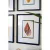 Shell Illustrations – 16" Tall Framed Wall Decor Set of 4 by Kalalou - 2 of 4