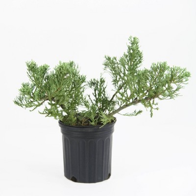 National Plant Network 2.5qt Parsonii Juniper Plant