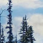 alexandria rustic brown