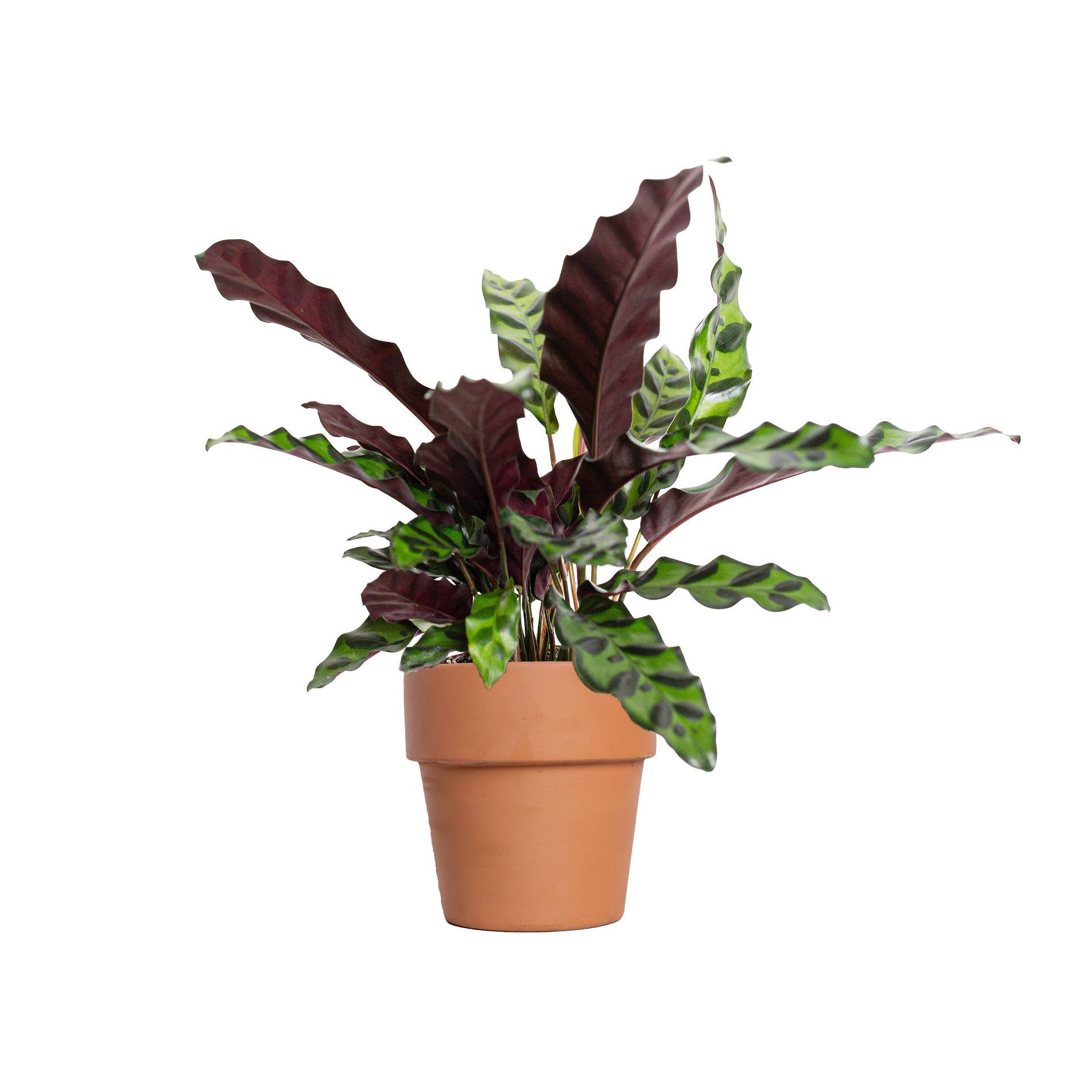 Live 4" Calathea Rattlesnake Potted Houseplant