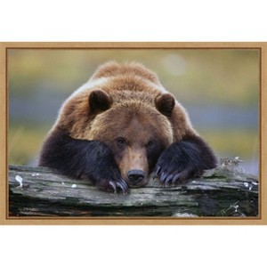 Amanti Art Brown Bear Resting by Design Pics Danita Delimont Canvas Wall Art Print Framed 23 x 16-in. - 1 of 4