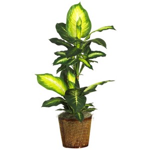 Nearly Natural 42-in Golden Dieffenbachia with Basket Silk Plant - 1 of 1