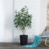 DR.Planzen 72" Artificial Ficus Tree - 6FT UV Resistant Fake Plant with Silk Leaves & 15.7" Planter for Indoor House Plants, Floor & Tall Faux Trees - 2 of 4
