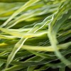 Sullivans Artificial 14.5" Spider Plant Bush, Green - 2 of 2