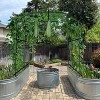Docred Large Garden Arch Trellis Arbor for Climbing Plants, 87"H x 75"L x 71"W Outdoor Metal Gazebo Frame for Vines, Grapes & Garden Decor - 3 of 4