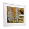 Stupell Industries Autumnal Birch Beauty Framed Print Under Glass - 2 of 4