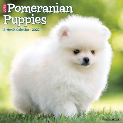2022 Wall Calendar Just Pomeranian Puppies - Willow Creek Press