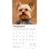 BrownTrout Yorkshire Terriers 2026 12"x24" Hanging Square Wall Calendar Plastic-Free - 4 of 4