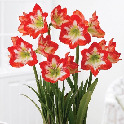 Boxed Gift Kit Amaryllis Minerva - Van Zyverden