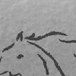 grey stallions