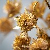 Artificial Shiny Gold Echinop Thistle Gold 19"H - 2 of 2