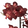 Studio 55D Potted Faux Artificial Flowers Realistic Red Orchid in Gray Vase with Acrylic Riser for Home Decor Living Room 24" High - 2 of 4
