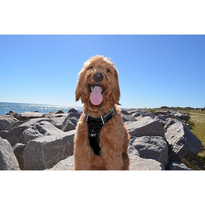 Black Rhino Adjustable Dog Harness With Mesh Padded Vest, Medium, Black