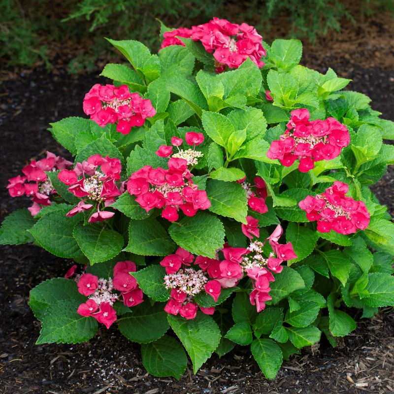 3pc Hydrangea Cherry Explosion - National Plant Network, 4 of 6
