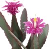 Artificial Cactus Plant in Pot, Realistic Euphorbia Acrurensis, Easy Care Faux Cactus for Home, Office, Housewarming Decor - 3 of 4