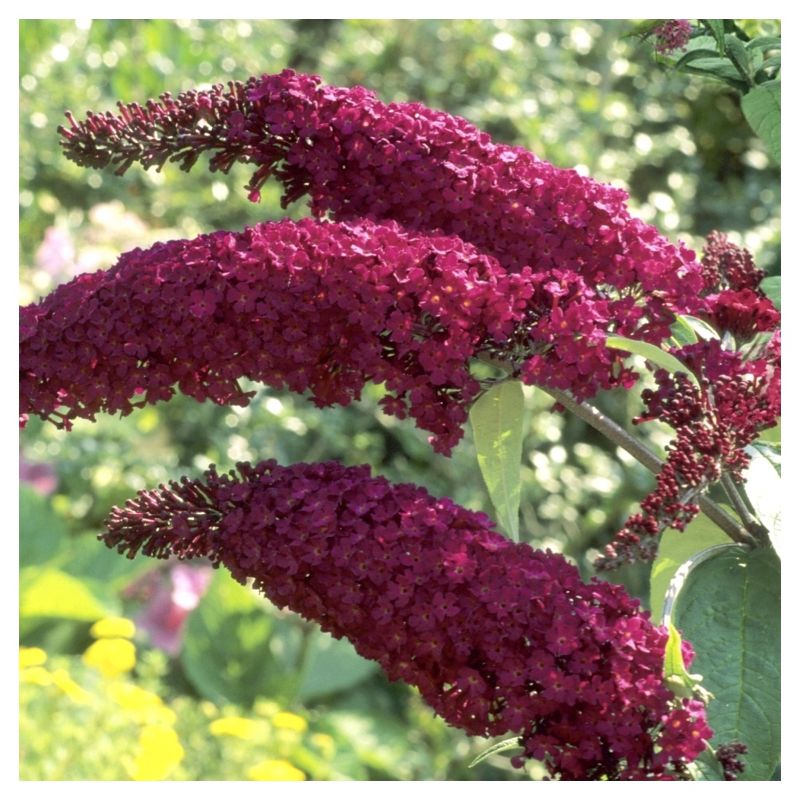 Buddleia &#39;Triple Treat&#39; Butterfly Bush Collection 3pc - National Plant Network - U.S.D.A. Hardiness Zones 5 - 9, 4 of 8