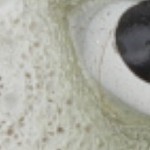 grayish coffee black