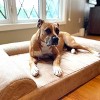 Big Barker 7" Orthopedic Dog Bed - Sofa Edition - 3 of 4