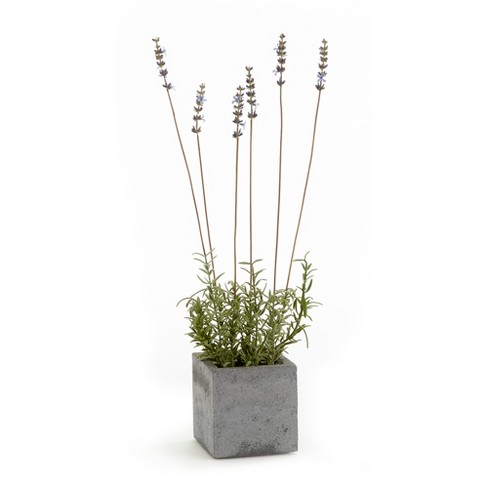 Plum & Post French Lavender Square Pot 19" - image 1 of 1