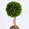 Plum & Post Boxwood Single Sphere Topiary Drop-In 16" - 2 of 4