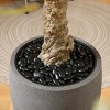 DR.Planzen 8ft UV Resistant Artificial Eucalyptus Tree with Grey Tall Planter, Fake Plant for Indoor Outdoor Home Decor, Big Faux Plant for Home Decor - 4 of 4