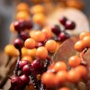 Sullivans Artificial 30.25" Vibrant Autumn Berry Stem - Set of 3, Multicolored - 2 of 2