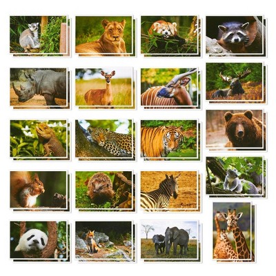 Best Paper Greetings Wild Animal Postcards – 40 Postcards – Bulk Set - Featuring Tigers, Bears, Giraffes, Elephants, & More – 4 x 6 Inches
